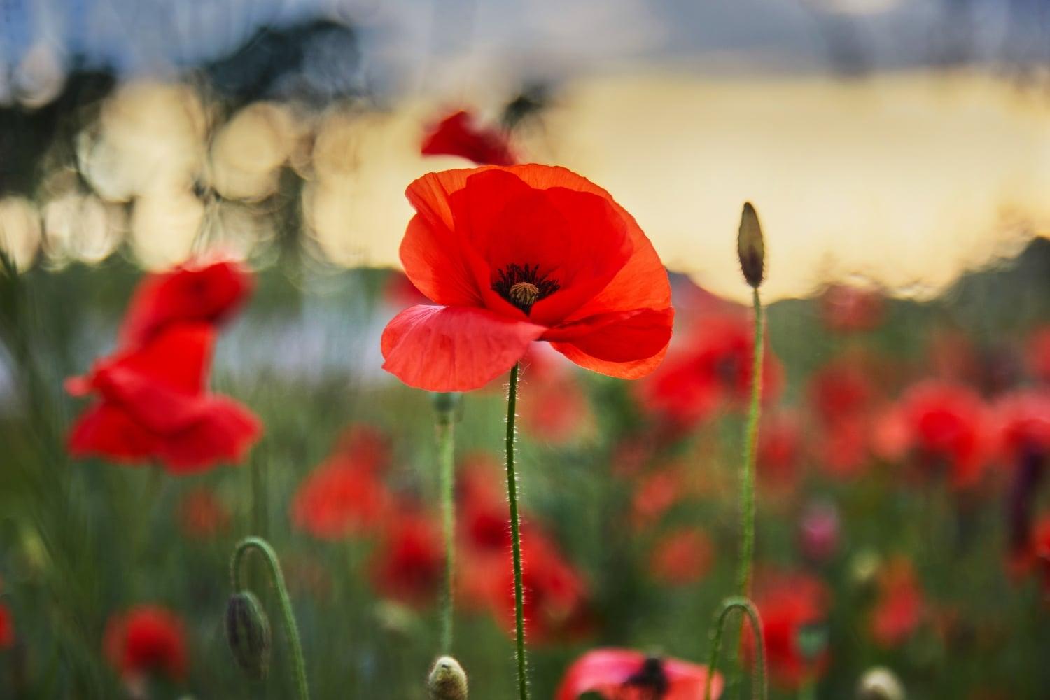A field of poppies symbolising ANZAC Day