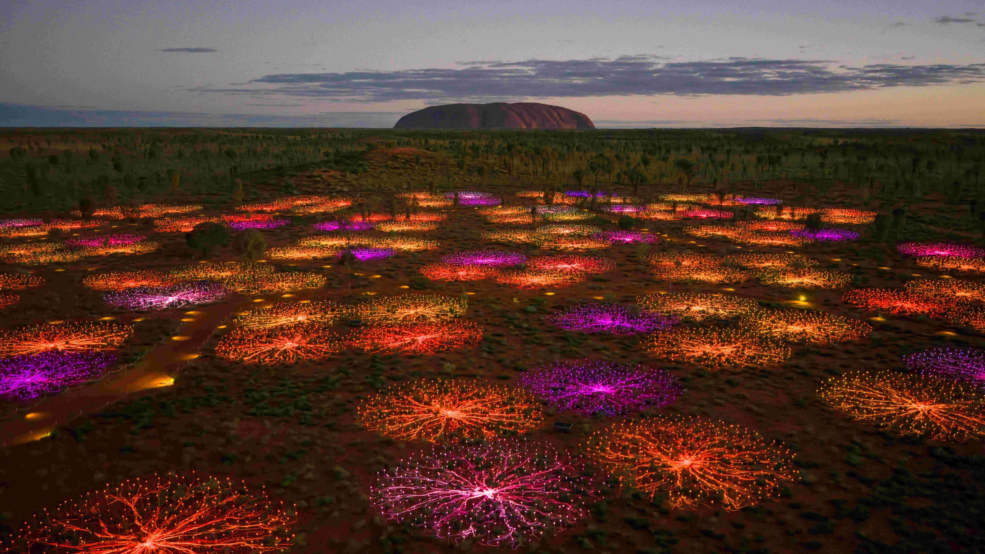 Optical fibres of Field of Light displayed over the vast desert landscape with Uluru in the backgroud