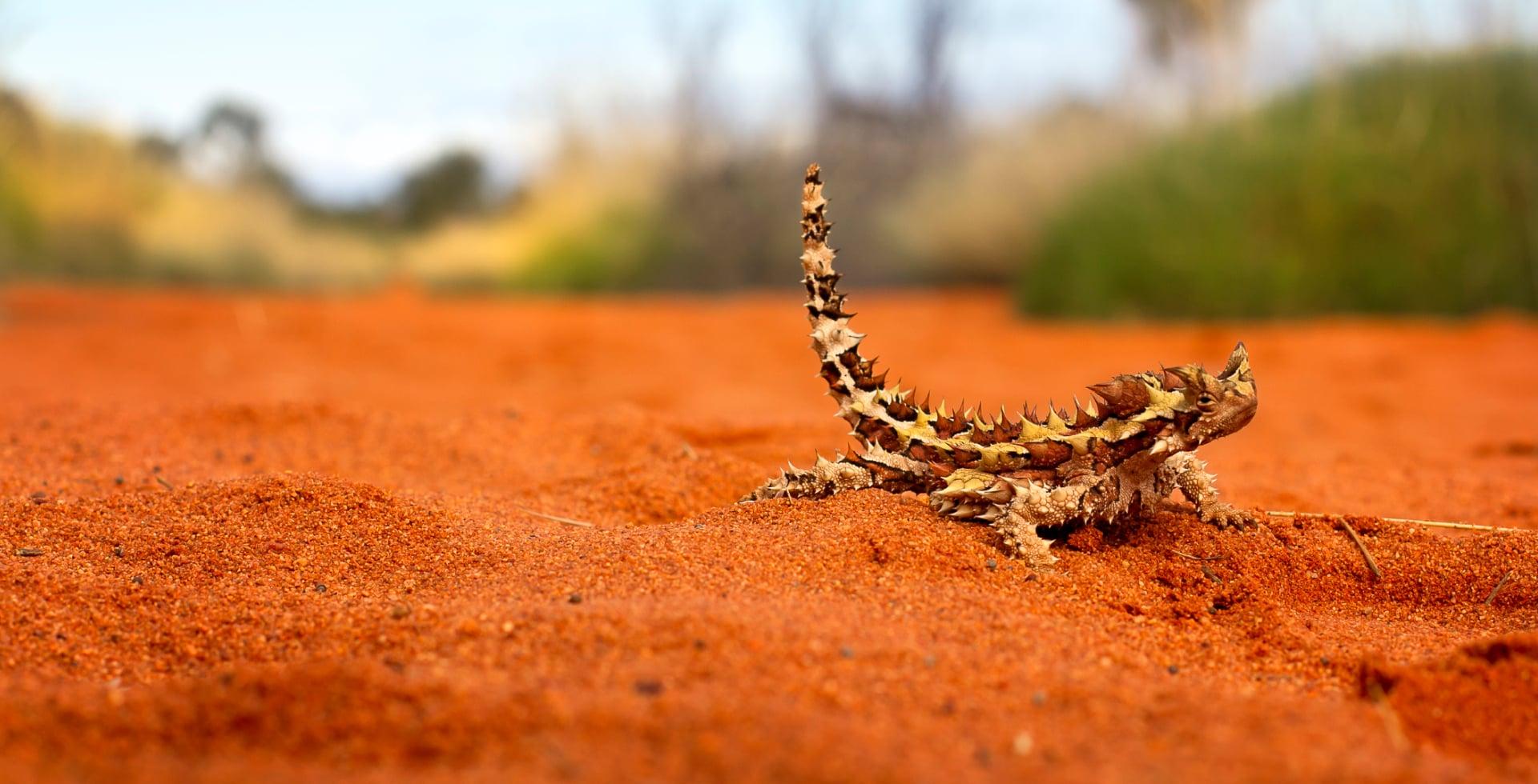 Uluru Rock Python The Story of Uluru | Ayers Rock Resort