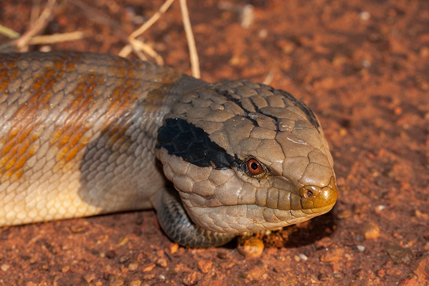 Centralian Blue-tongue Lizard resting on red earth