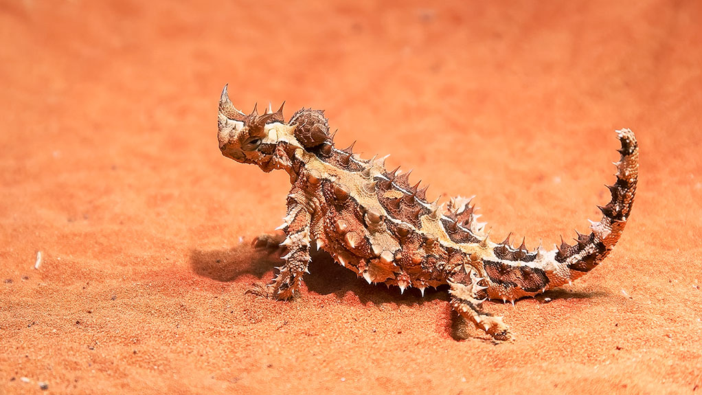 Australian thorny devil lizard turns its head and looks around