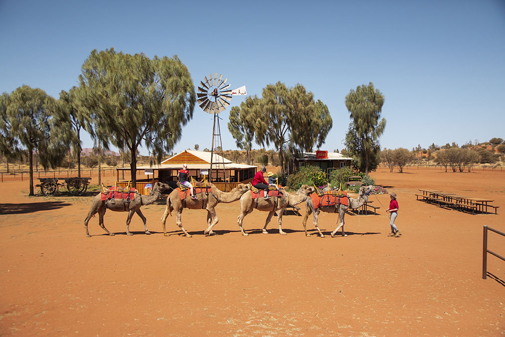 Guest riding camels