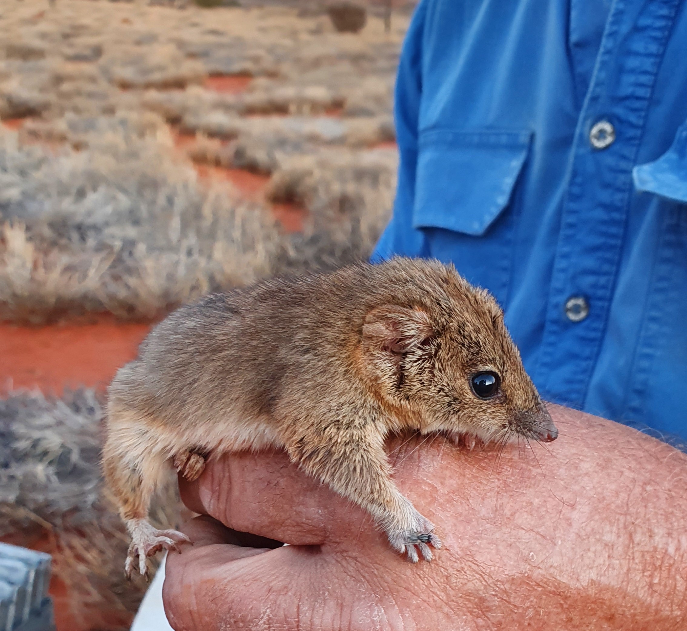 Close up of a Mulgara in the bush in Ayers Rock