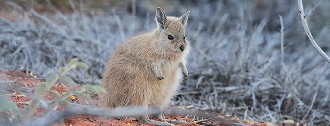 RUFOUS wallaby hare, also know as a mala